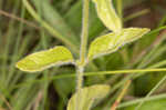 Wild basil 